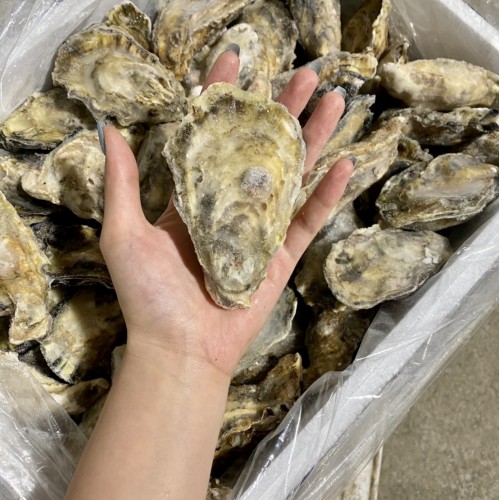 日本宮城生食生蠔