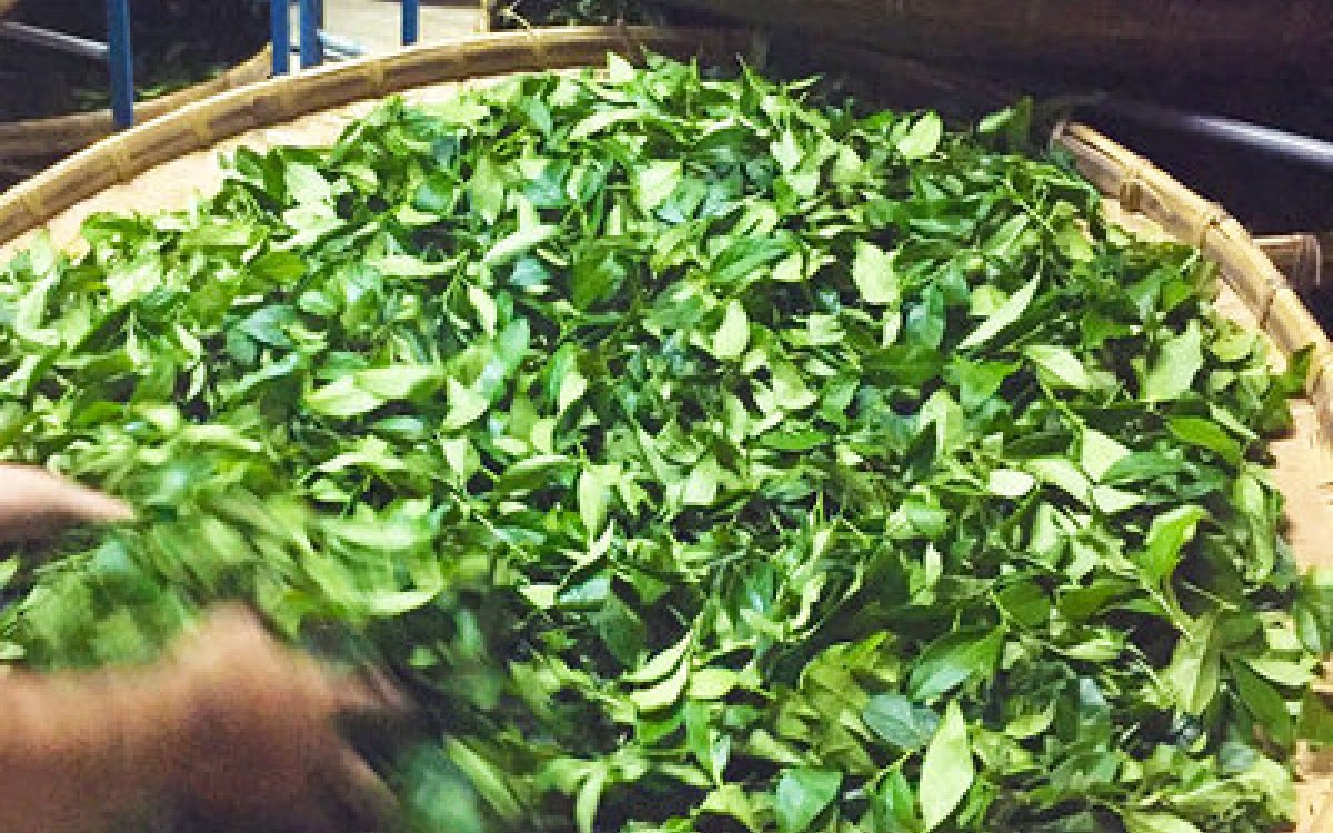 茶葉的發酵程度有什麼差別？