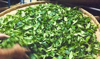 茶葉的發酵程度有什麼差別？