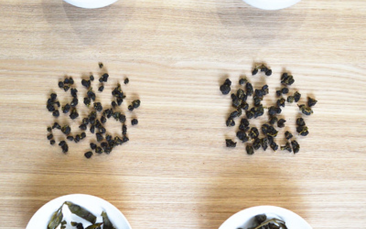 為何堅持人工採茶？