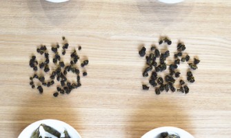 為何堅持人工採茶？