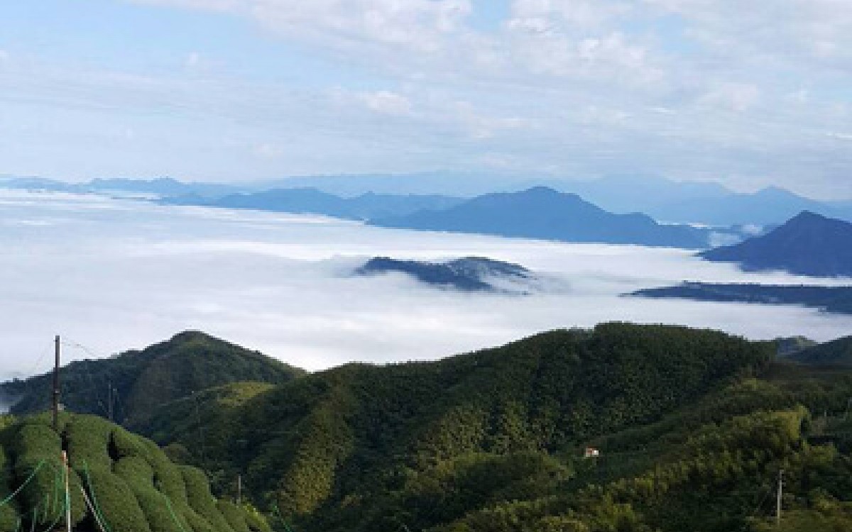 台灣高山茶為什麼獨特