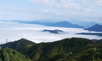 台灣高山茶為什麼獨特