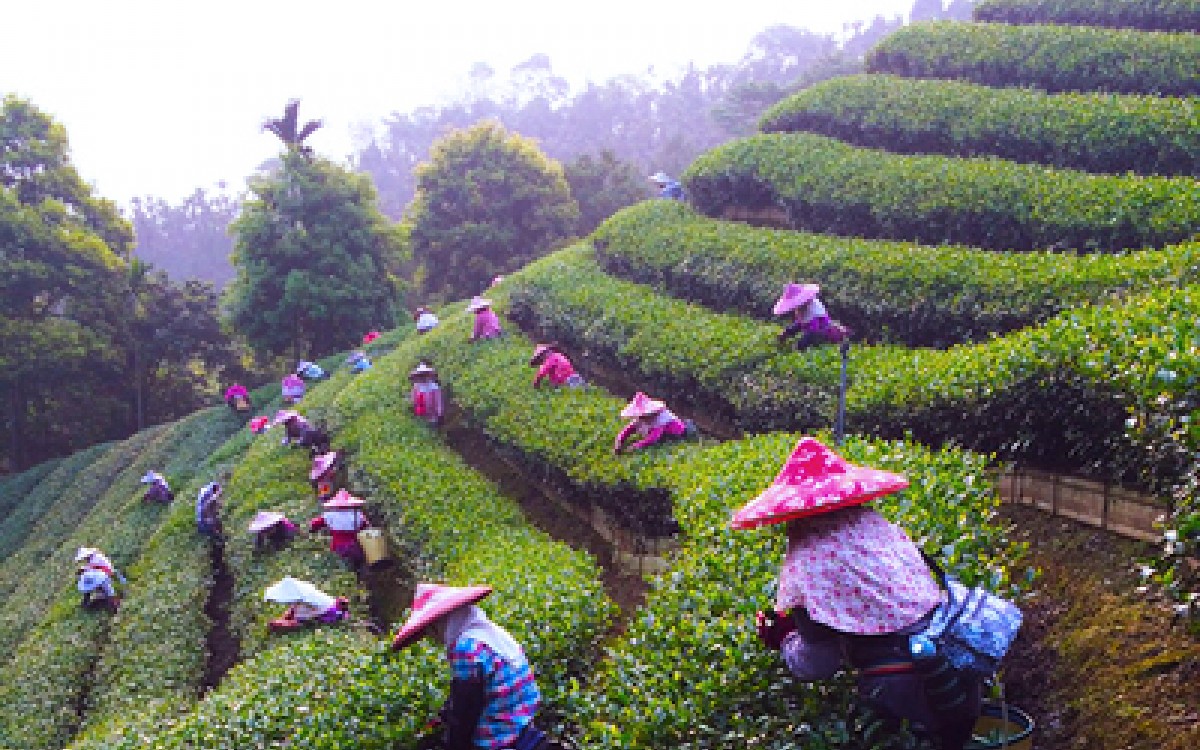 茶葉的製造過程