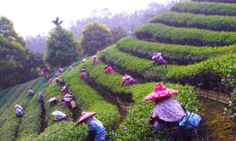 茶葉的製造過程